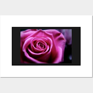 Soft Pink Rose Macro Posters and Art